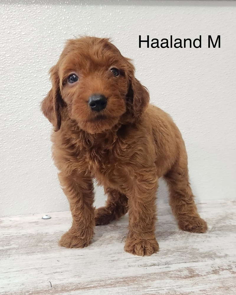 Haaland