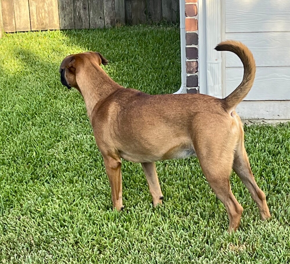 Photo of Laredo - Aussie Puppy, adoptable Boxer in Austin, Texas