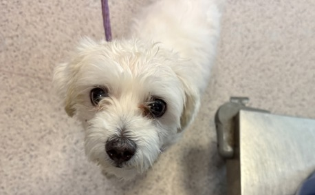Stitch, Maltese / Terrier