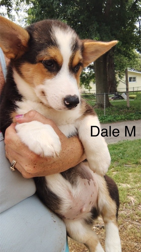 Dale