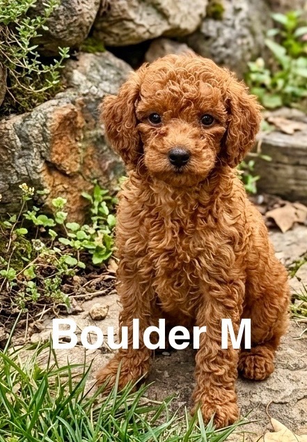 Boulder