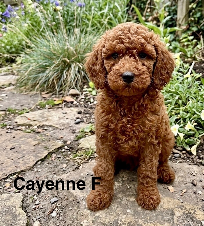 Cayenne, Poodle (Miniature)