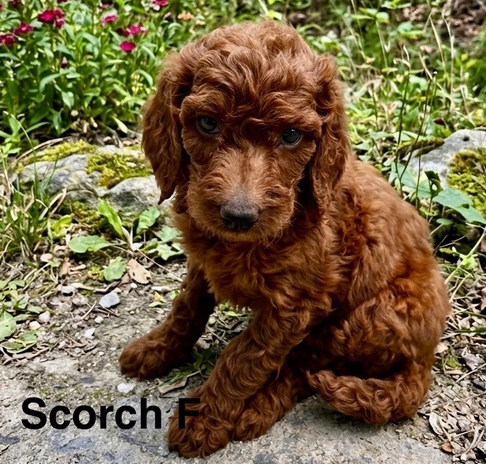 Scorch