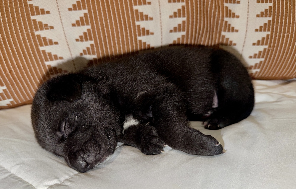 Baxter
