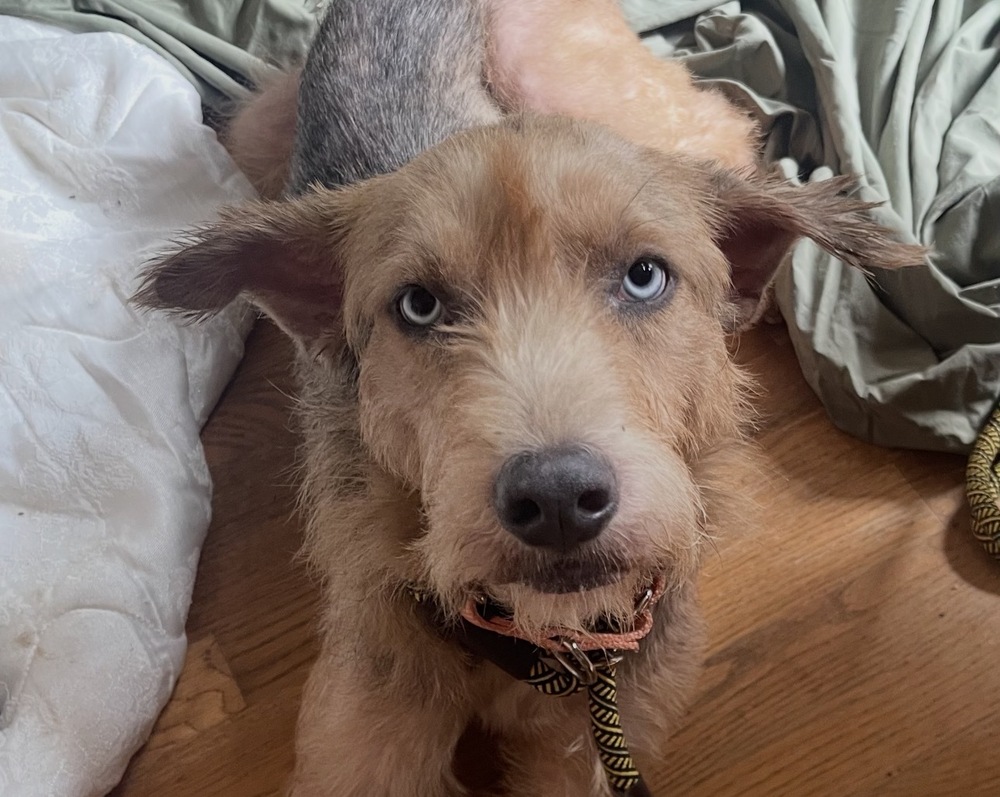 Suki