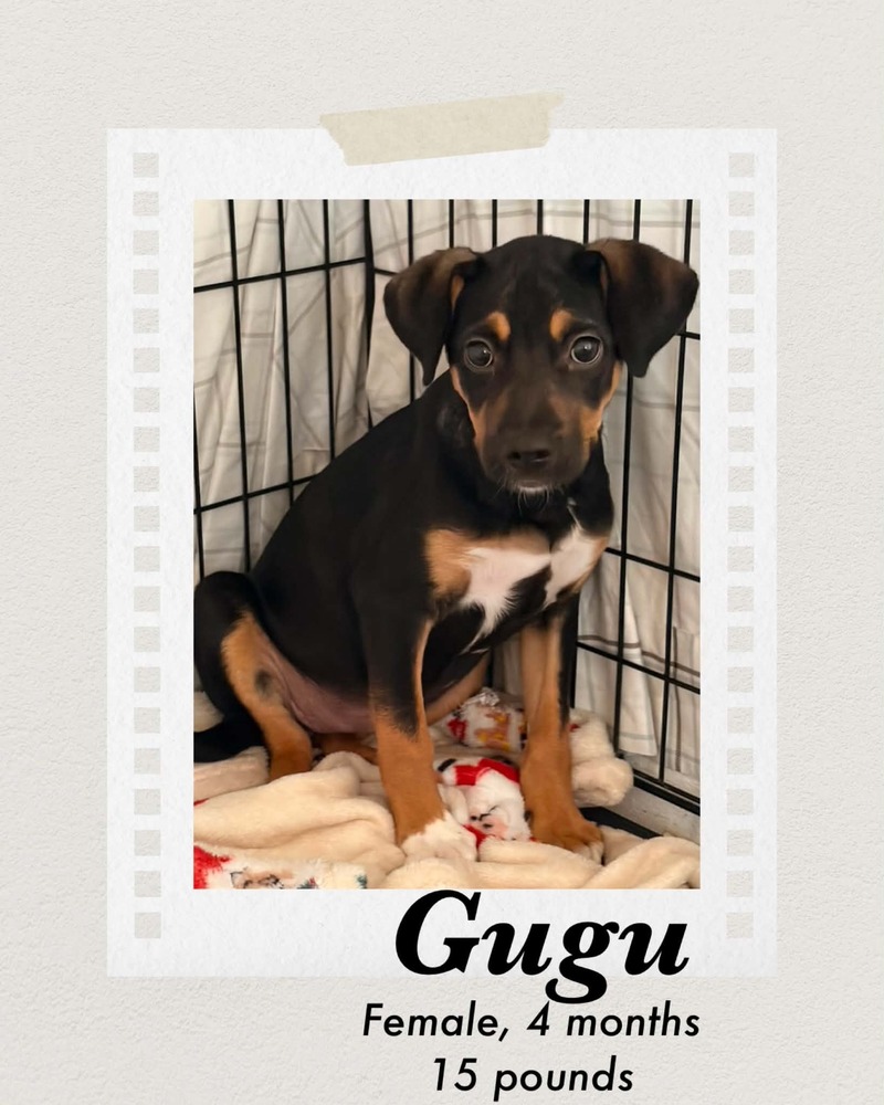Photo of Gugu