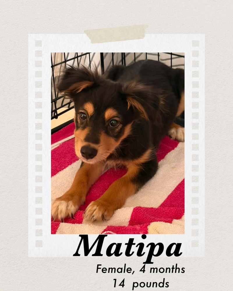 Photo of Matipa