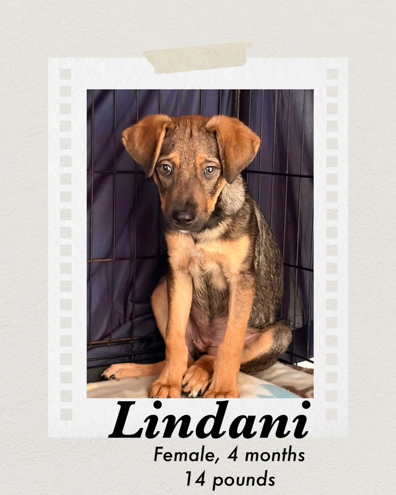 Photo of Lindani