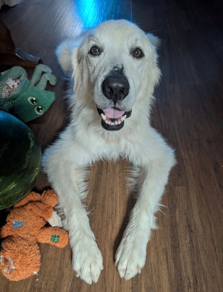 Shaggy photo 4