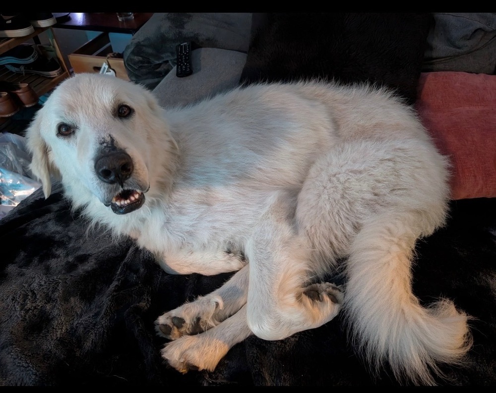 Shaggy photo 2