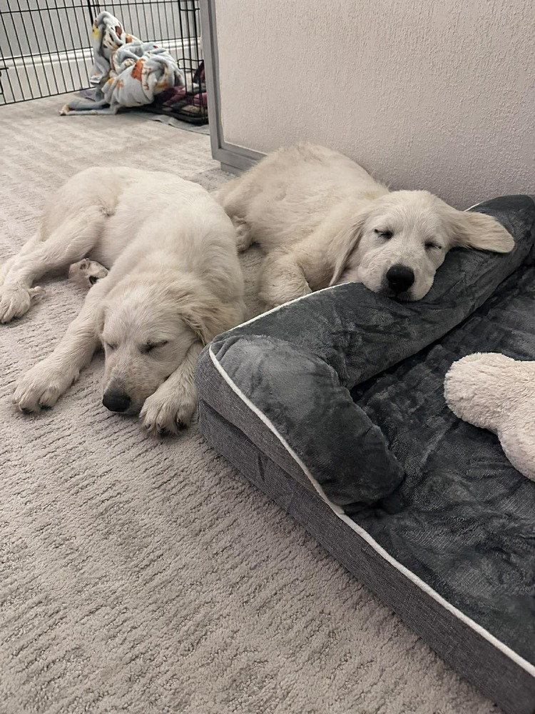Sadie photo 4