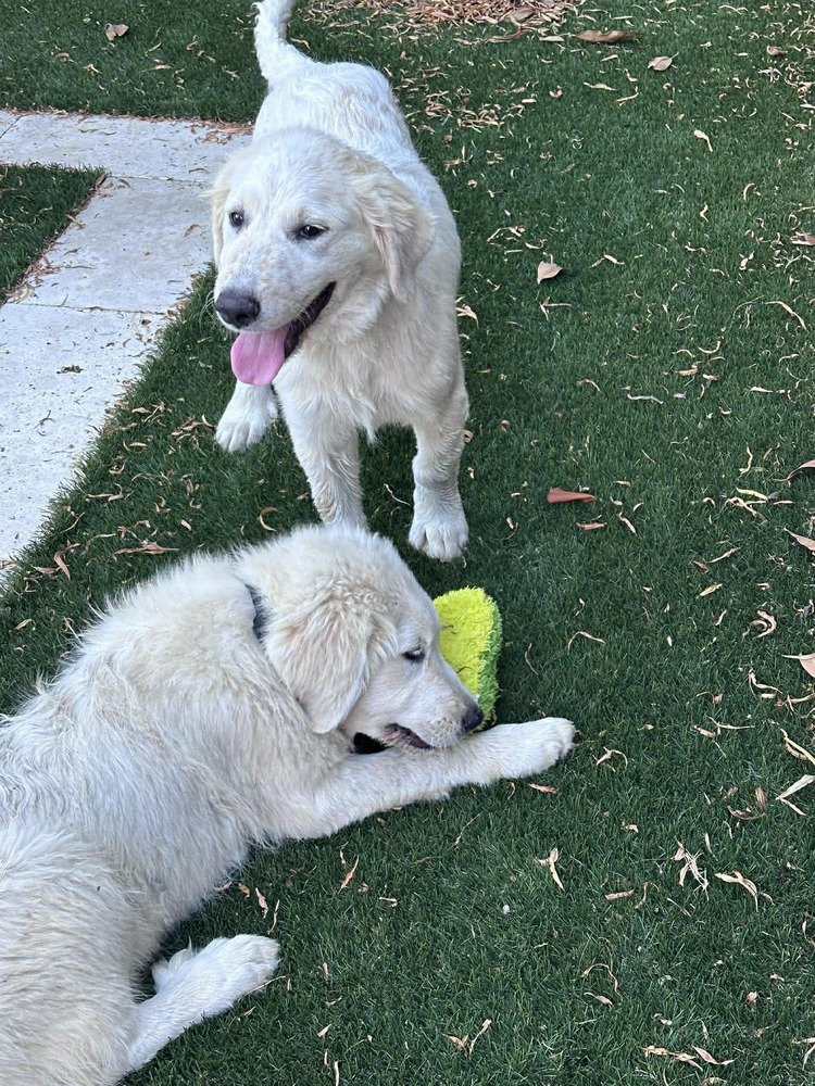 Daisy photo 4