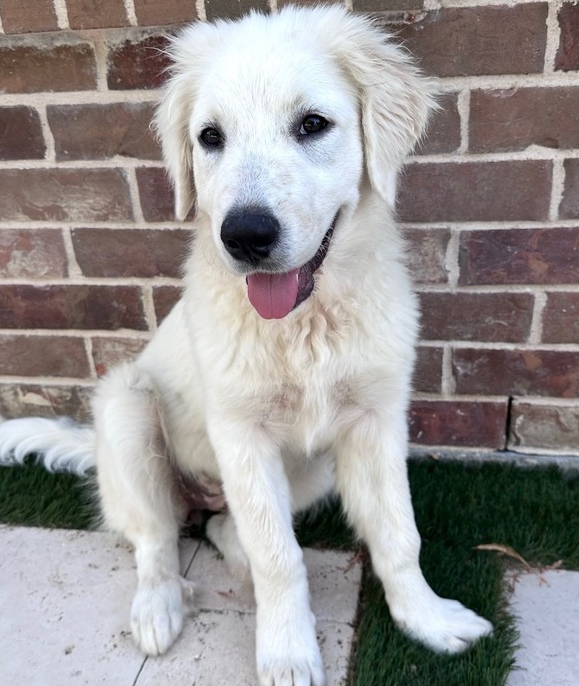 Sadie
