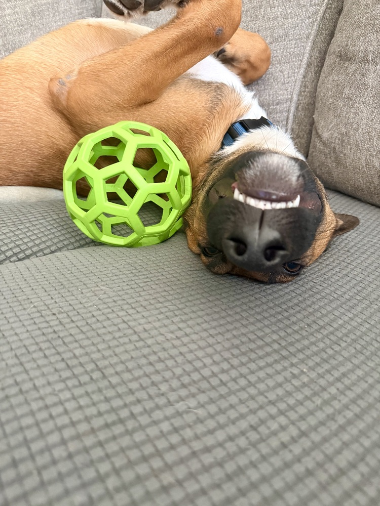 Dodger photo 2