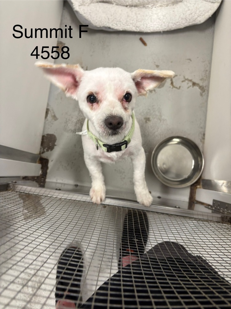 Summit, Terriers (Small)