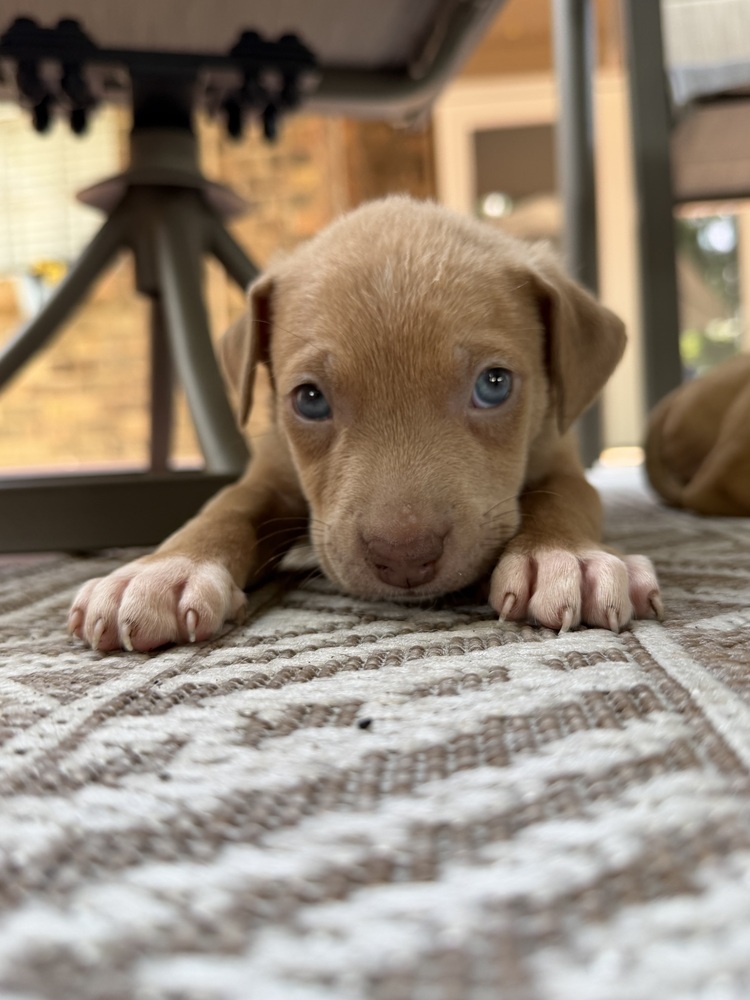 Simba