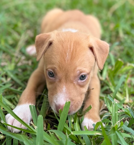 Nala