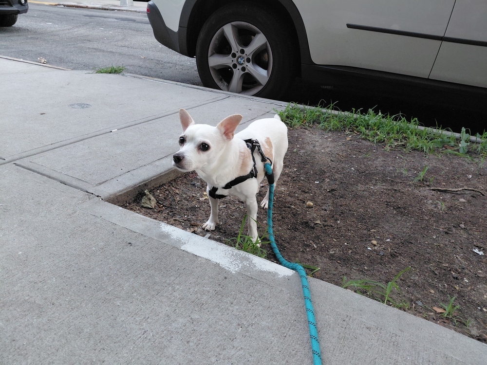 Grilled Cheese, Chihuahua Mix