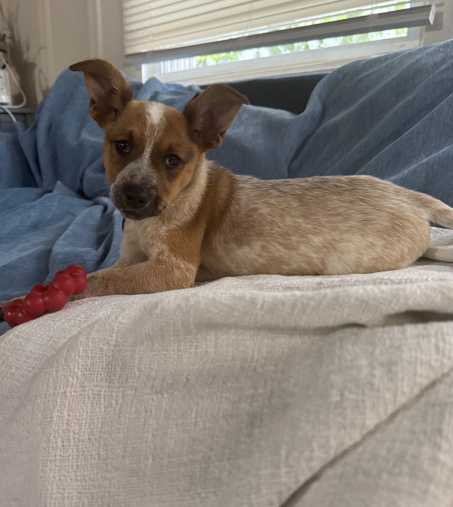 Photo of Kash, adoptable Cattle Dog in Dana Point, California