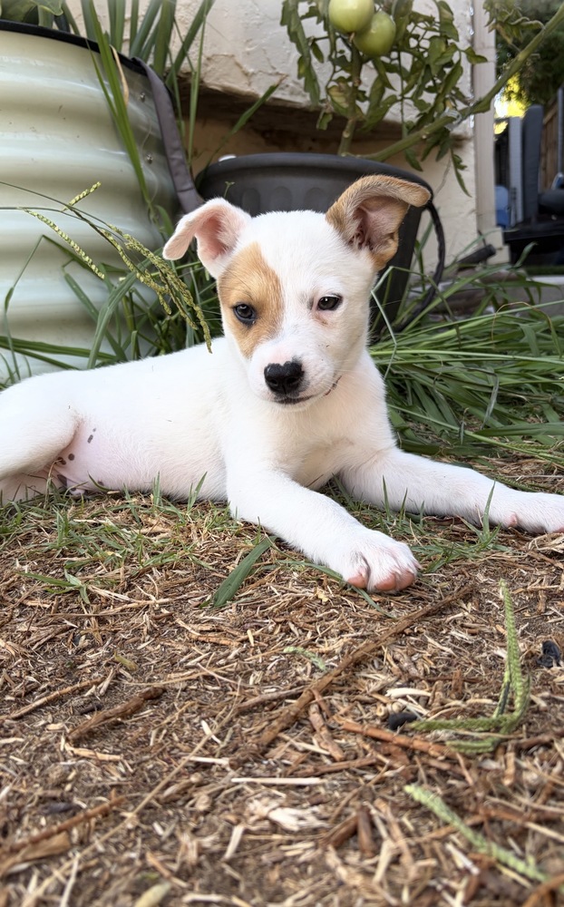 Photo of Kevin, adoptable Cattle Dog in Dana Point, California