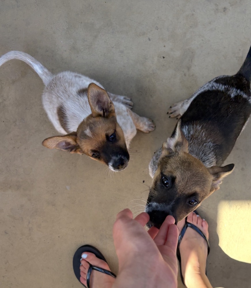 Photo of Kiwi, adoptable Cattle Dog in Dana Point, California