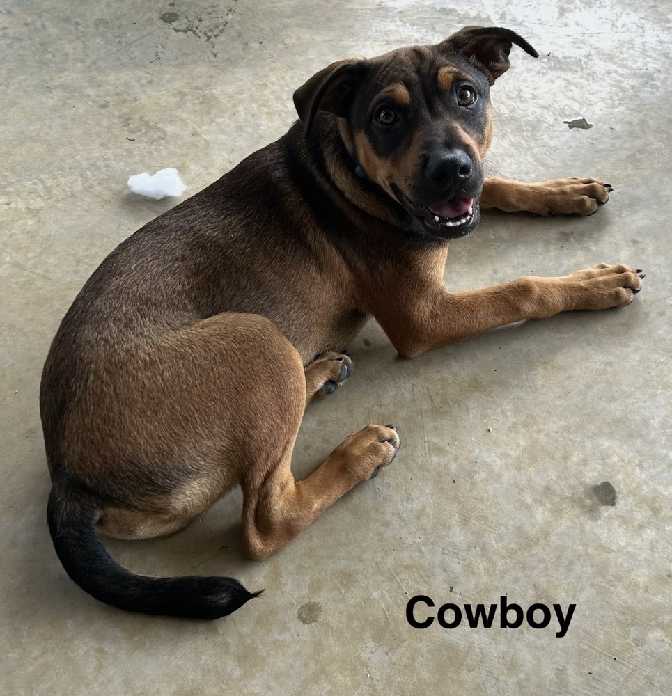 Cowboy photo 6
