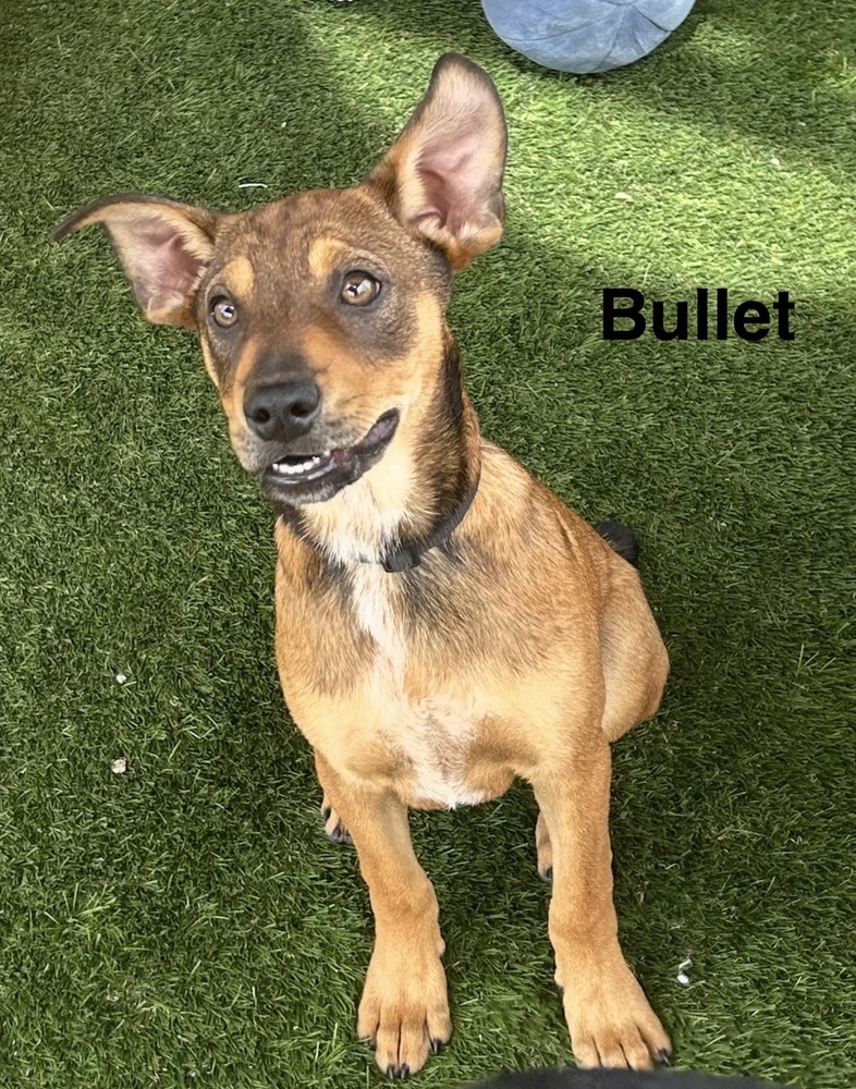 Bullet photo 3
