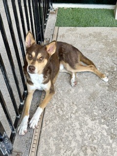 Photo of Ichabod