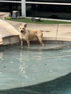 Photo of Lettuce/Scooby