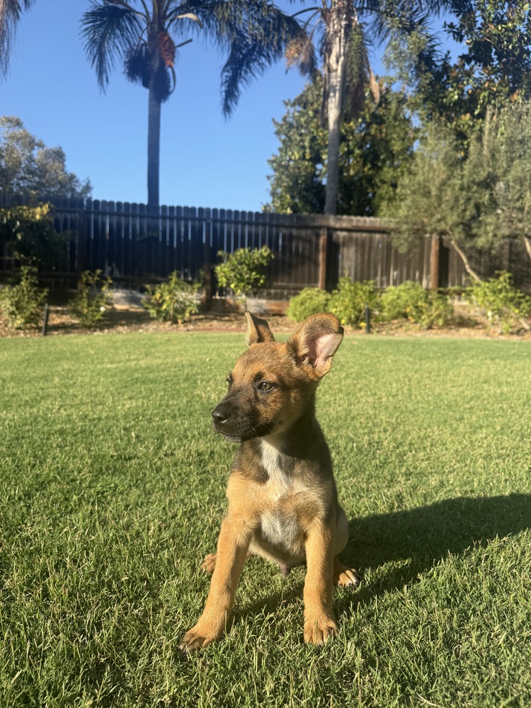 Photo of Keenan, adoptable Australian Cattle Dog in Dana Point, California