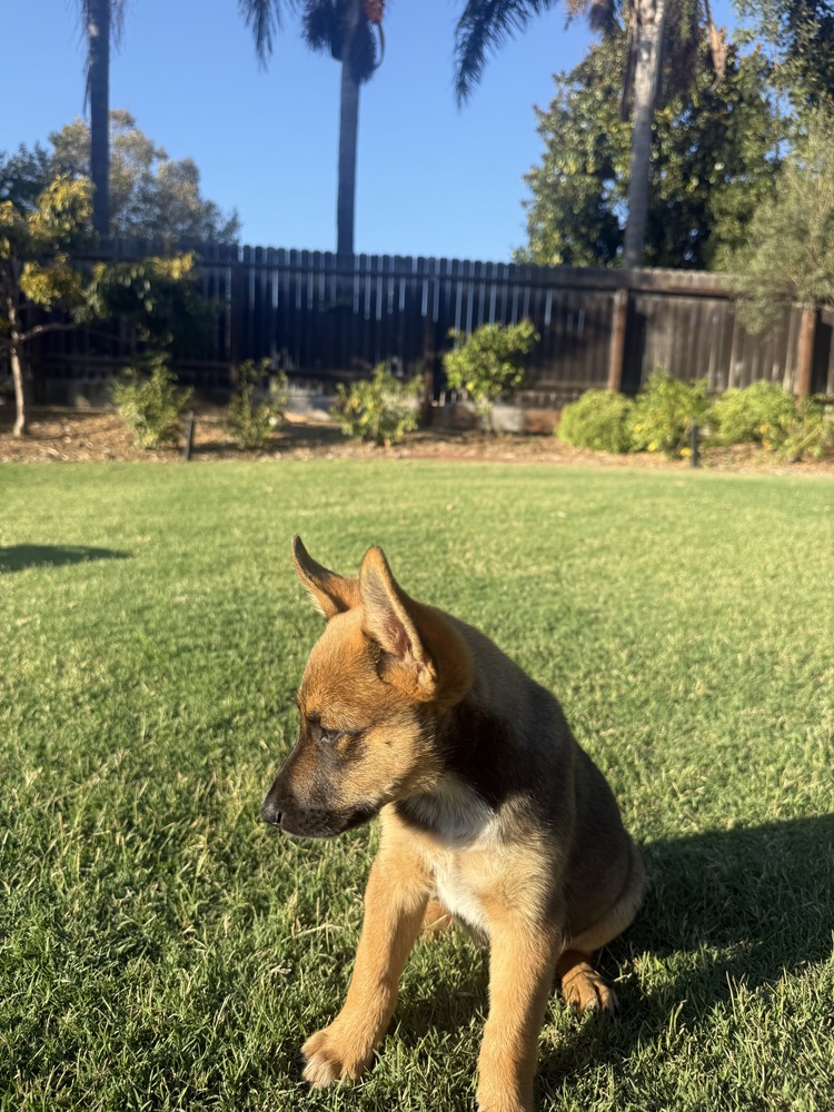 Photo of Kooper, adoptable Australian Cattle Dog in Dana Point, California