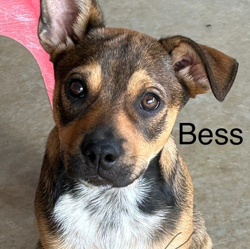 Bess