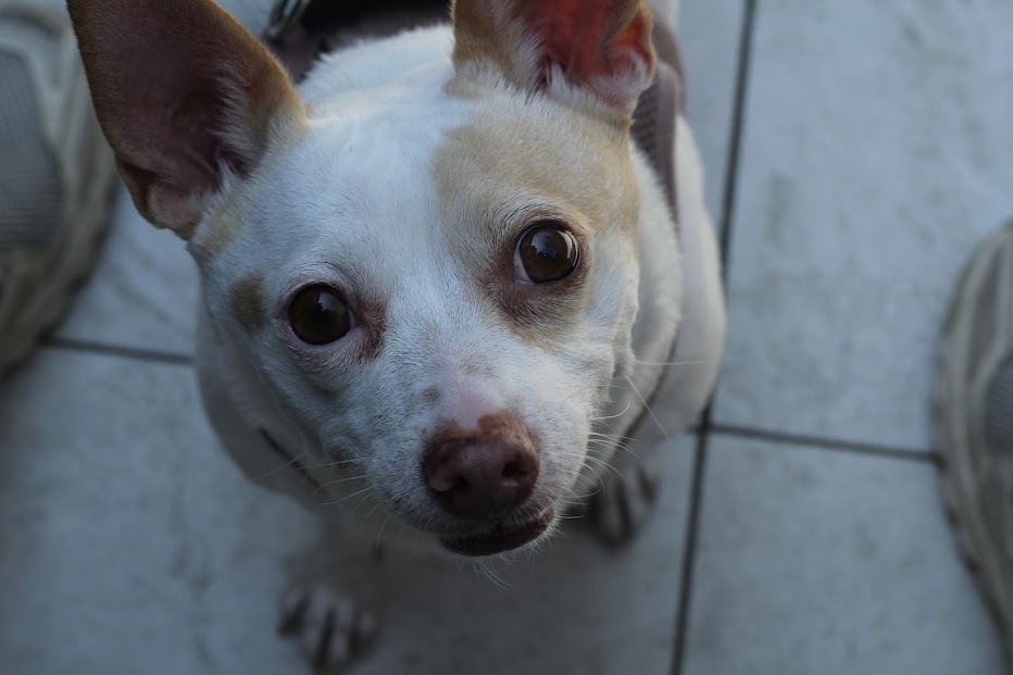 Lulu