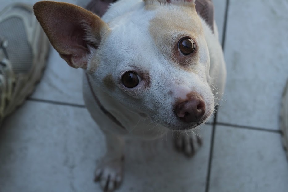 Lulu