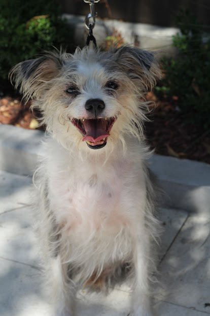 Ringo, Terrier / Chihuahua