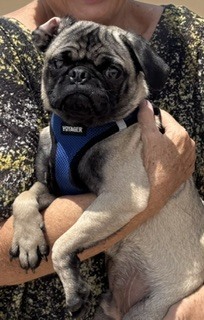 Obi Won Pugnobi