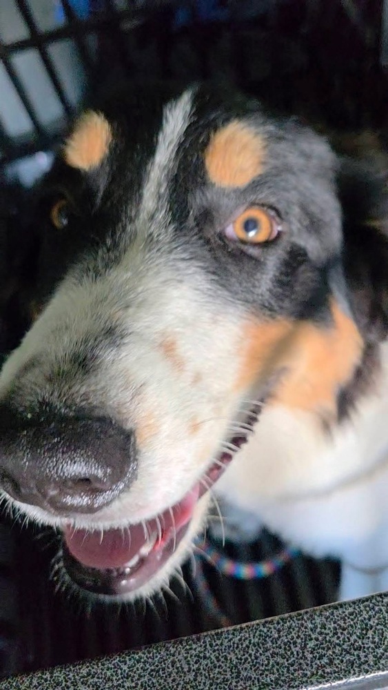 Boomer photo 2