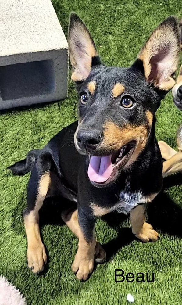 Beau