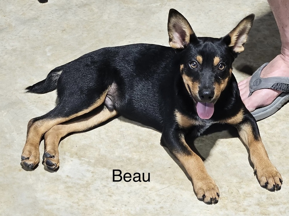 Beau photo 4