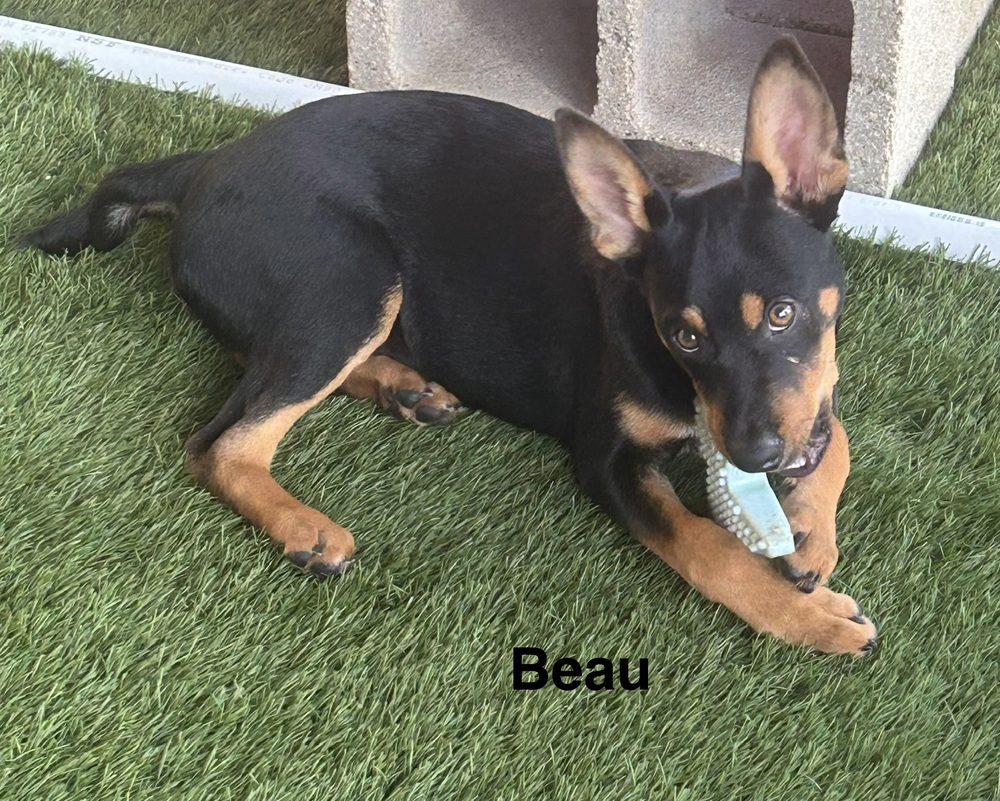 Beau photo 6