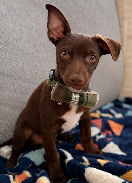 Snickers