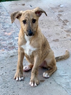 Peanut