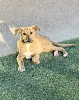 Photo of Peanut