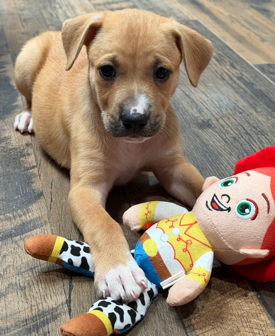 Jessie