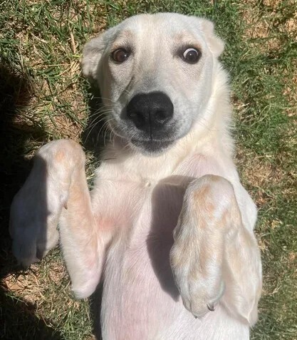 Phoebe