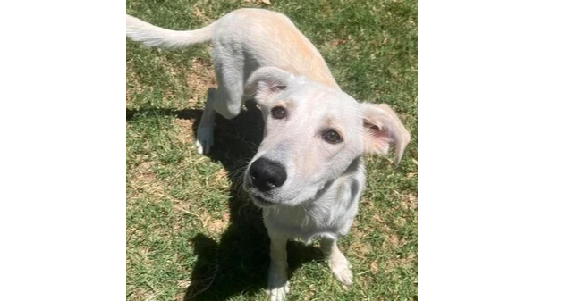 Phoebe Lab