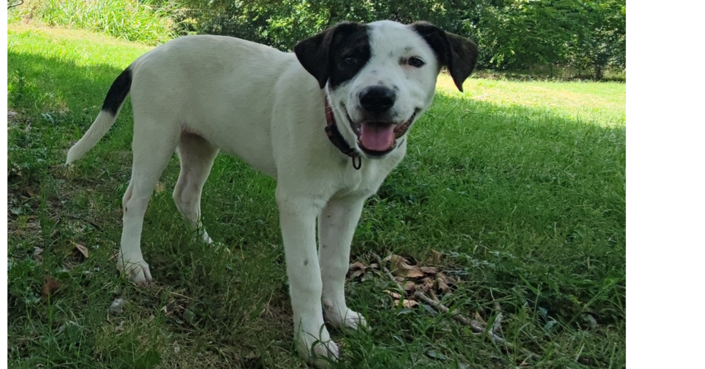 Nevada Pups: Siyah