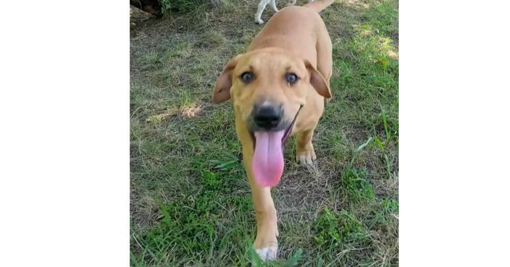 Nevada Pups: Ricky