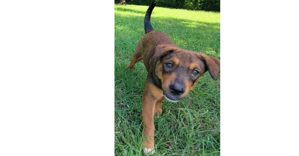 Nevada Pups: Ronnie