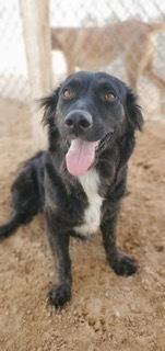 Photo of Laika